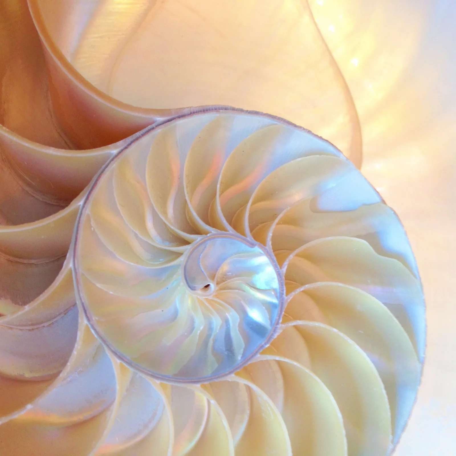 Nautilus shell spiral on a clean background
